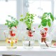 Les Kits d'horticulture de Noël fraise des bois ou basilic