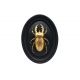 Golden stag beetle black frame