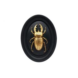 Golden stag beetle black frame